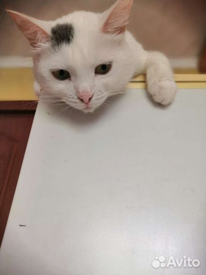 Любопытная Варвара