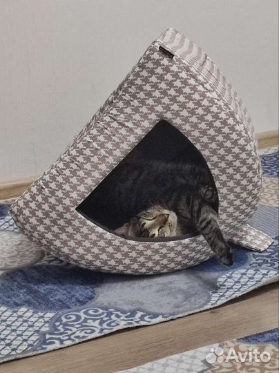 Кот ищет Кошку для вязки Мурино