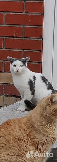 Кошка в дар бесплатно