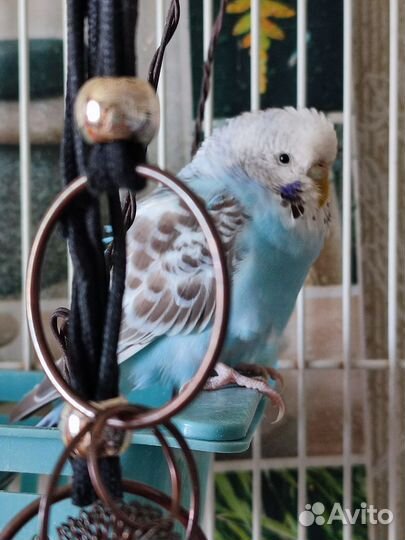 Попугаи,волнистые малыши чехи, кореллы