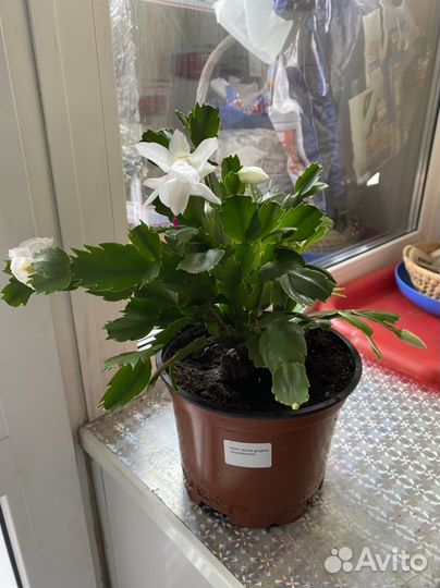 Цветок декабрист