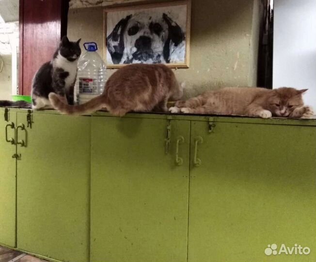 Ветеринарная помощь на дому