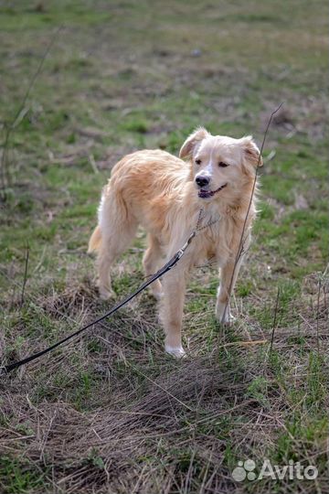 Песик из приюта ищет дом