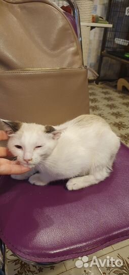 Котенок в добрые руки