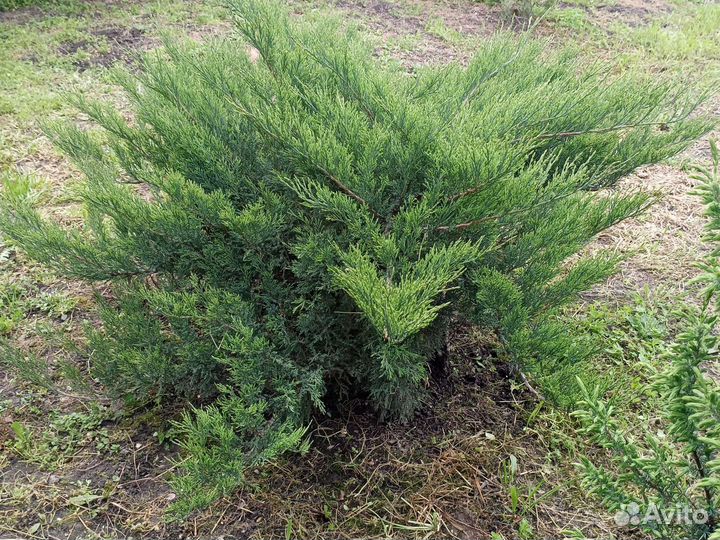 Можжевельник