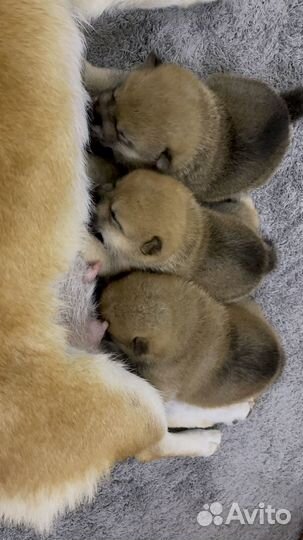 Щенки Сиба Ину