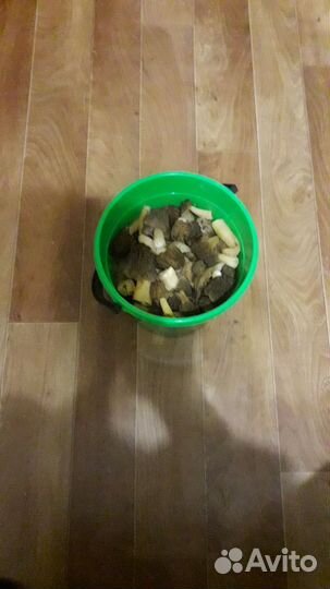 Грибы сморчки