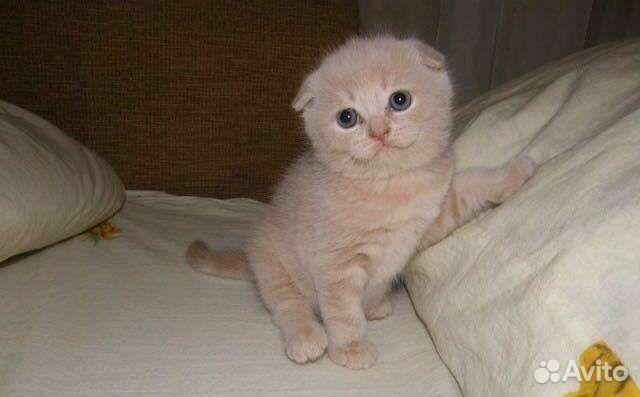 Шотландские котята