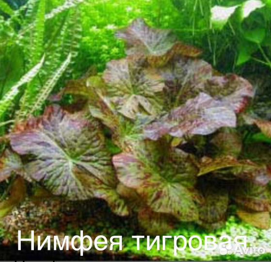 Аквариумное растение