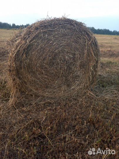 Сено в тюках