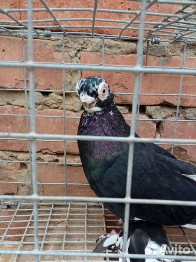 Голуби Узбеки (малоклювые) и Благодарненские