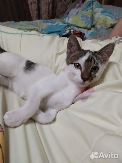 Котенок мальчик