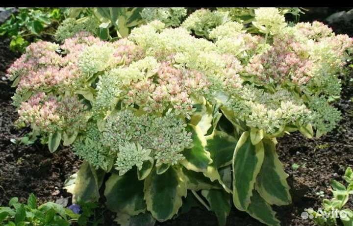 Рассада саженцы и цветы