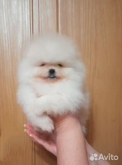 Померанский шпиц крем