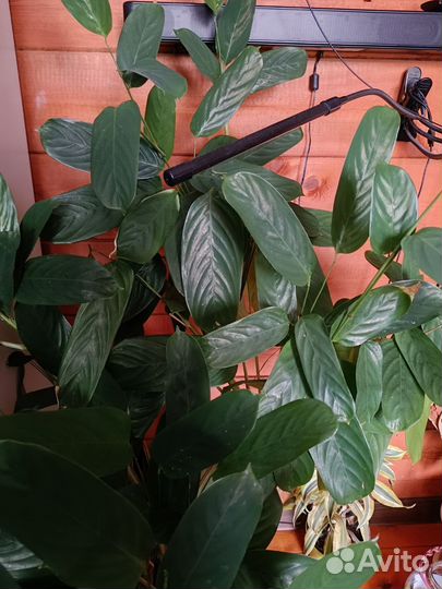 Ктенанта сжатая