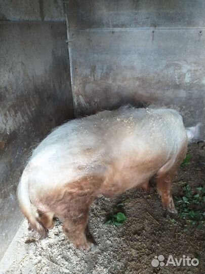 Хряк рабочий