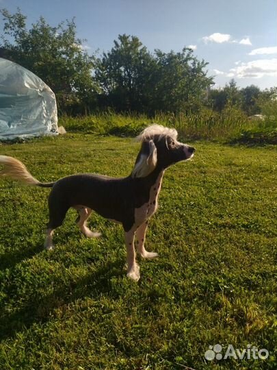 Китайская хохлатая голая щенки