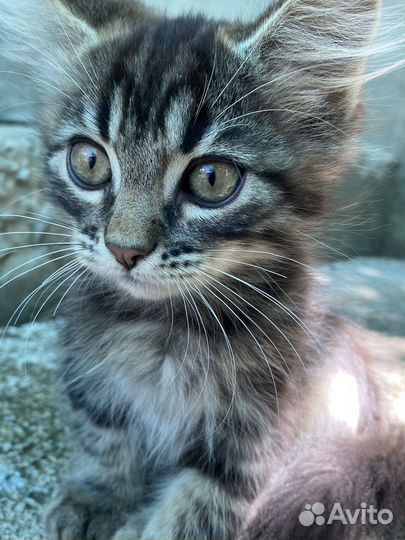 Котенок в добрые руки мальчик