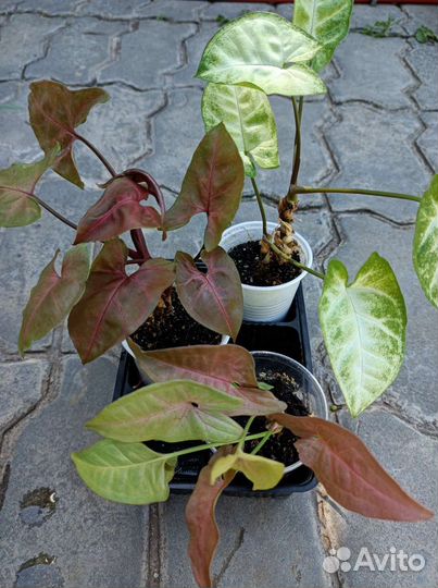 Сингониум сциндапсус эпипремнум