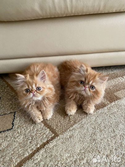 Персидская