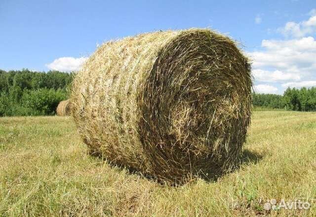 Продам Сено в рулонах