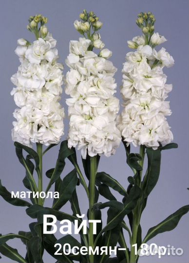 Матиола, семена