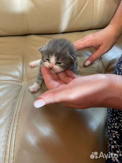 Кошки в добрые руки бесплатно