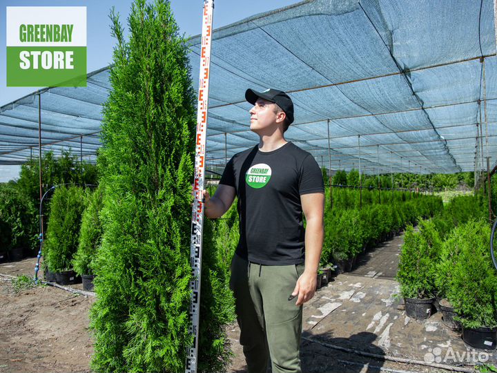 Туя смарагд 200 см свежая копка 2023