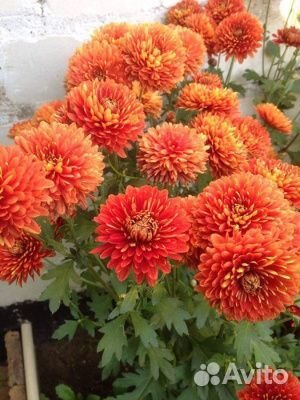 Многолетники для сада 50 видов