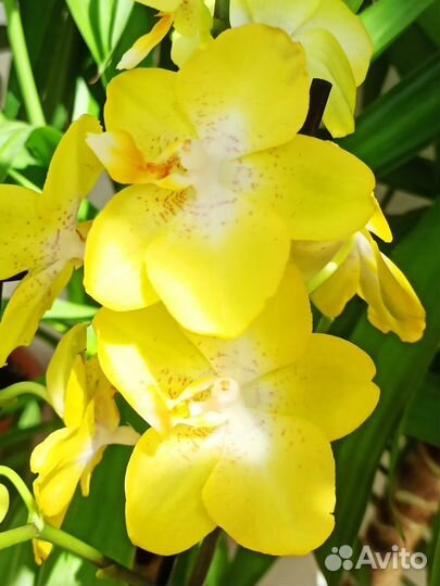 Орхидея фаленопсис Arezzo