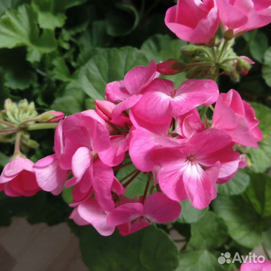 Герань пеларгония