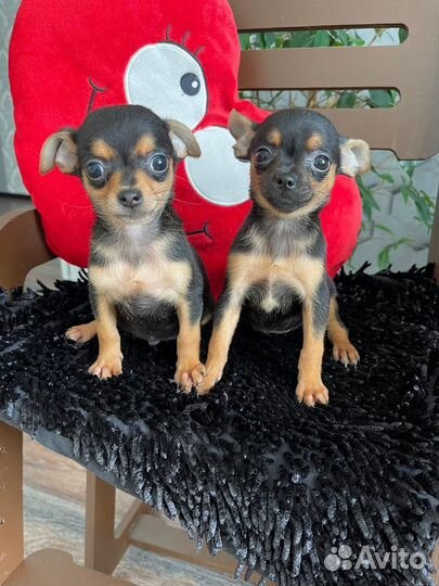 Мини той-терьер