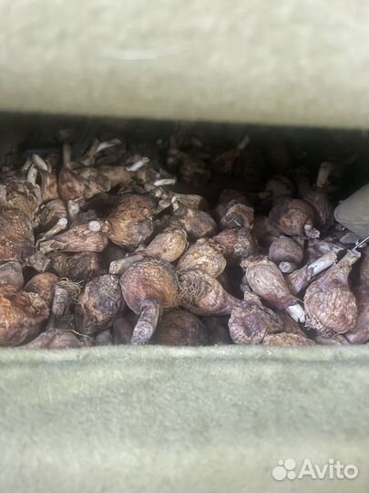 Луковицы тюльпанов