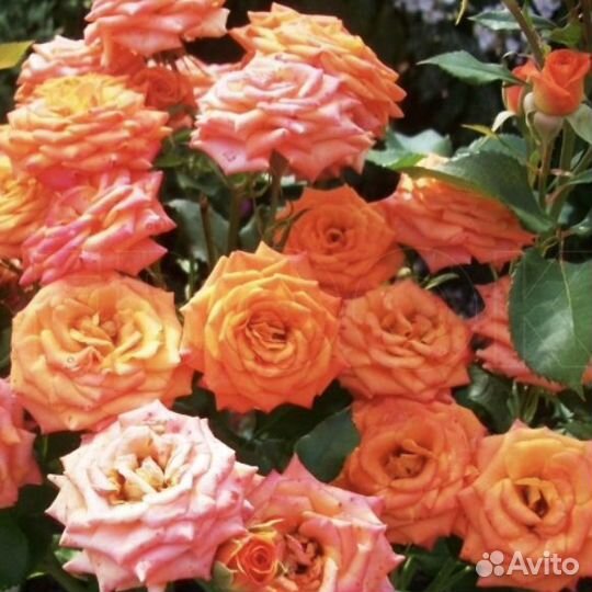 Роза плетистая желтая