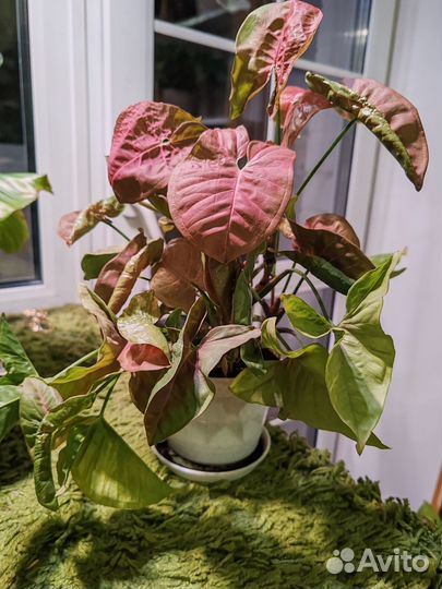 Сингониумы