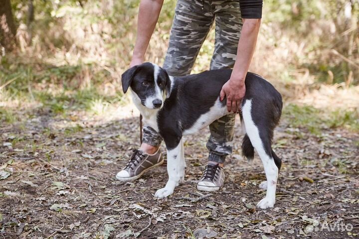 Красавица Химия ищет дом