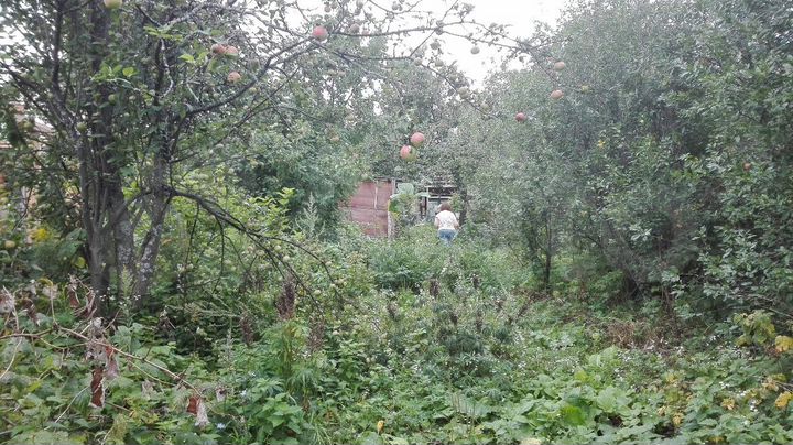 Участок 6 сот. (СНТ, ДНП)