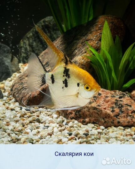 Скалярии в ассортименте в магазине м Беляево