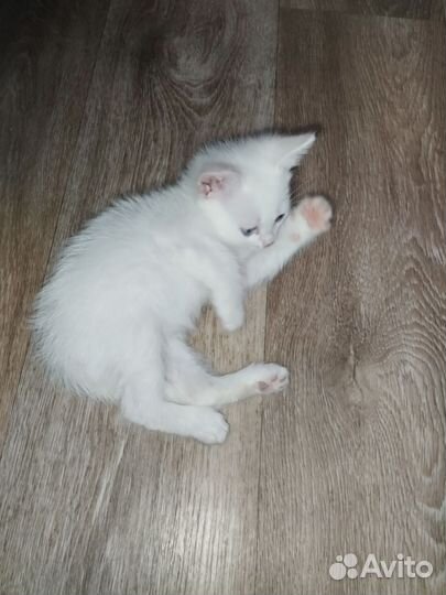 Тайские котята
