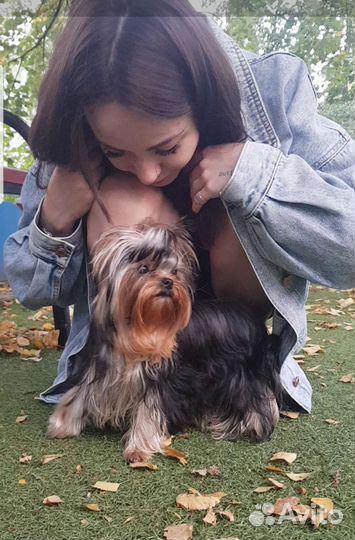 Мини девочка йоркширского терьера