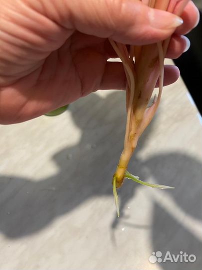 Аглаонема Крит