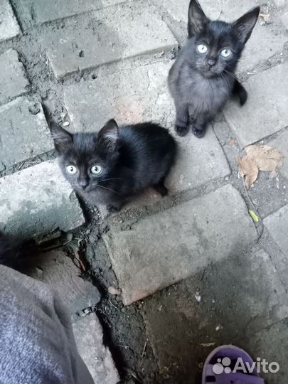 Сос спасите котят