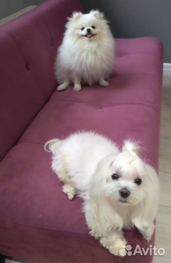 Передержка животных 24 часа