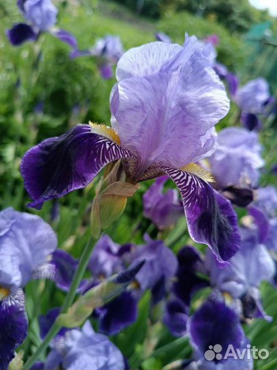 Ирисы бородатые сортовые