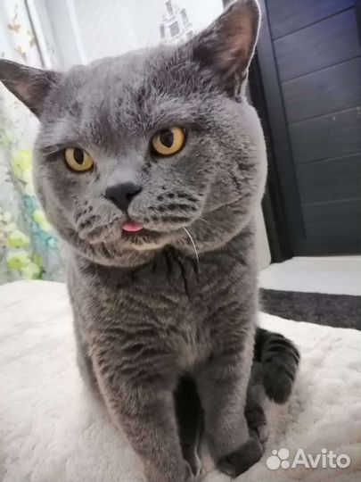 Кот для вязки