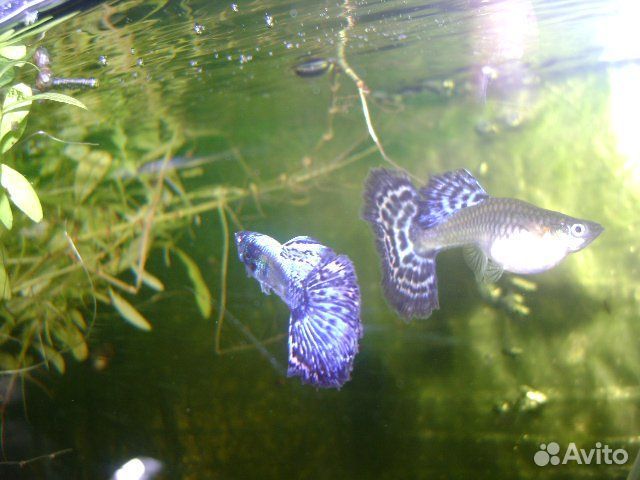 Аквариумные рыбки гуппи московский темно-синий