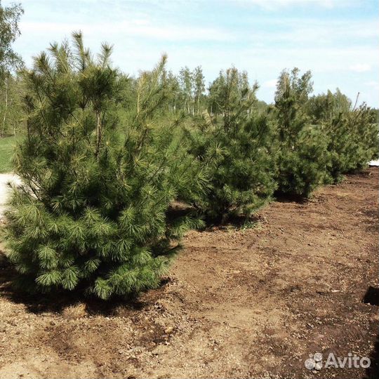 Сосна Веймутова