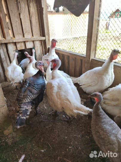 Продам индюшатину