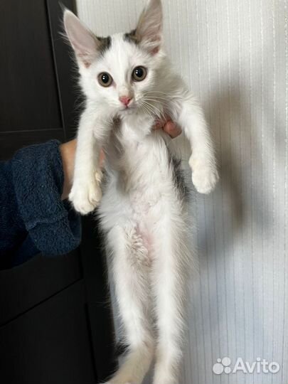 Кошки в добрые руки