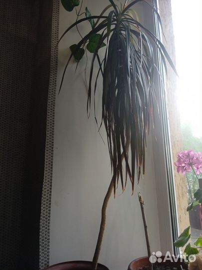 Пальма драцена